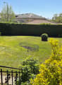 a green open garden, with a small tree and bushes, surrounded by a hedge and houses in the background