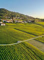 Vignoble