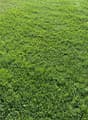 Smooth green grass covering the entire image, no other visible features