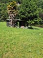 A wide open lawn with several houses in the background