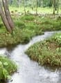 Garden / Outdoor Area. A small stream flows through a lush, green area surrounded by trees and vegetation.