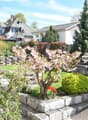 Well-maintained garden with a stone wall, flowering trees, shrubs, and a patio area with outdoor furniture.