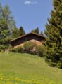 A wooden house with a sloped roof, surrounded by tall evergreen trees and a grassy lawn dotted with yellow flowers.
