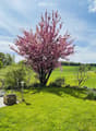 Well-maintained garden with a blooming pink tree, neatly trimmed grass, flower pots, and a brick pathway leading to a house.