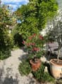 Small backyard with gravel floor, shrubs, trees, and plants, garden lounge chair, large potted plants, and decorative stones.