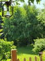 A lush garden with a wooden fence, various plants, trees, and a hanging lantern light fixture.