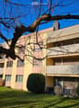 3 story apartment building, yellow and pink exterior, balconies, green lawn, shrubs, tree
