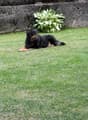 A black dog is lying on a well-maintained lawn, with a stone wall and some leafy plants in the background.
