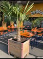 Outdoor seating area with wooden tables and chairs arranged in rows, featuring multiple potted palm trees on the ground, yellow building, signage with the text 'Dortbeizl', and an outdoor seating arrangement for customers.