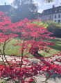 Well-maintained garden with red maple tree, stone pathway, barbecue, and lush greenery.