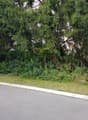 A wild and overgrown garden area with various types of vegetation, including shrubs, trees, and grasses.