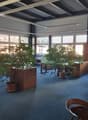 Office space with large windows, carpeted floor, wooden desks, chairs, and potted plants.
