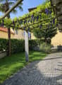 cobblestone path, archway with grape vine, hedge, grass, yellow building with red roof, tree