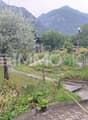 Giardino piantumato