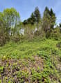 The image shows a dense, overgrown forest landscape with a mix of deciduous and evergreen trees. The ground is covered in thick vegetation, including low-growing plants and shrubs. The scene appears to be in the spring or early summer, with the trees in f