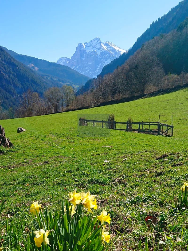 The image shows a picturesque mountain landscape with a snow-capped peak in the background, surrounded by lush green meadows and forests. In the foreground, there is a wooden fence or railing, and yellow daffodil flowers are blooming in the grass. The sce