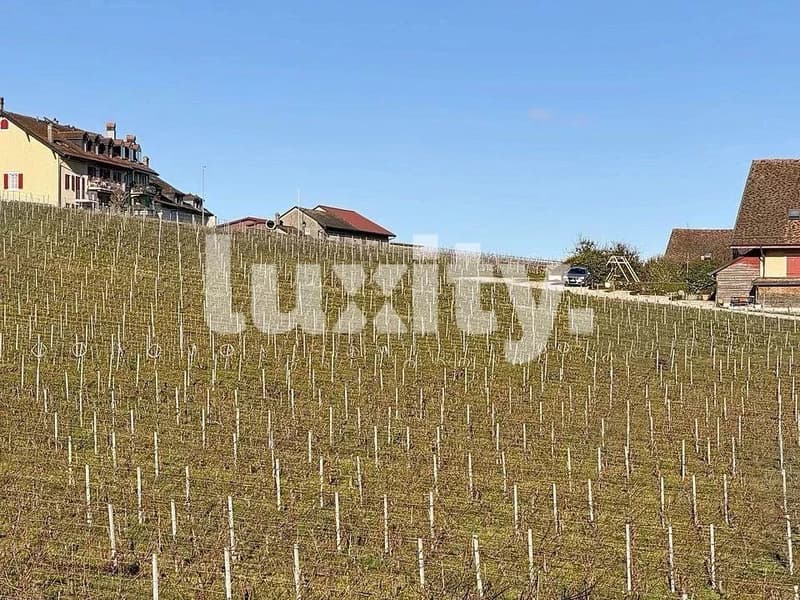 À louer ? Magnifique 4,5 pièces entre vignes et montagnes à Féchy (2)