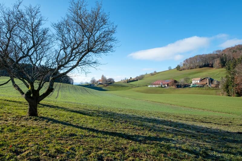 Les Maisons de Forel - Villa B (4)