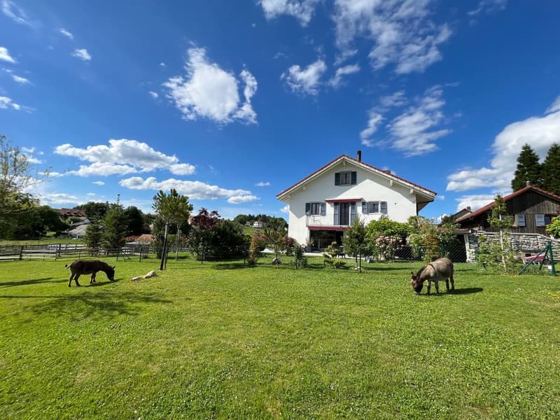 Green lawn, two horses eating, house in the background, trees and shrubs, blue sky
