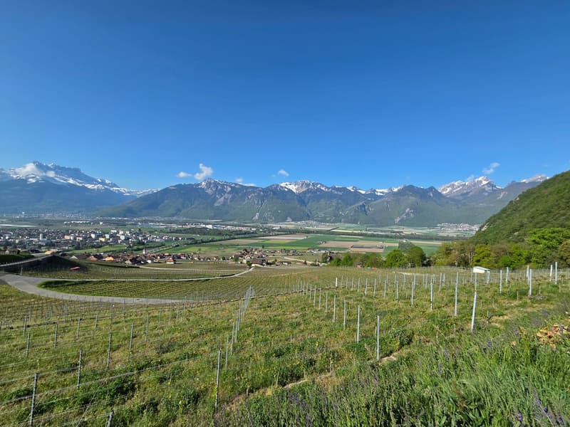 2 Individual houses with panoramic view in Yvorne (2)