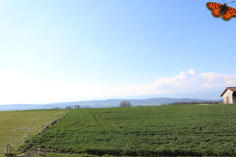 Vue