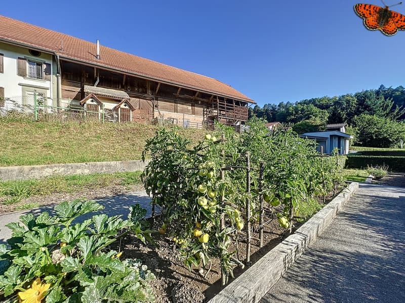 Potager commun