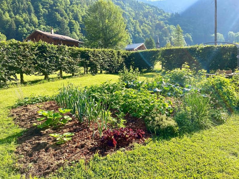 vegetable garden in a green field, various plants and herbs, hedges, mountains in the background