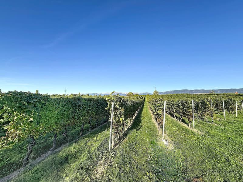 Villa familiale avec grand jardin ? Founex (7)