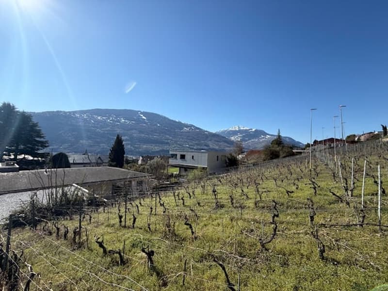 vineyard with green grass, mountains in the background, clear sky