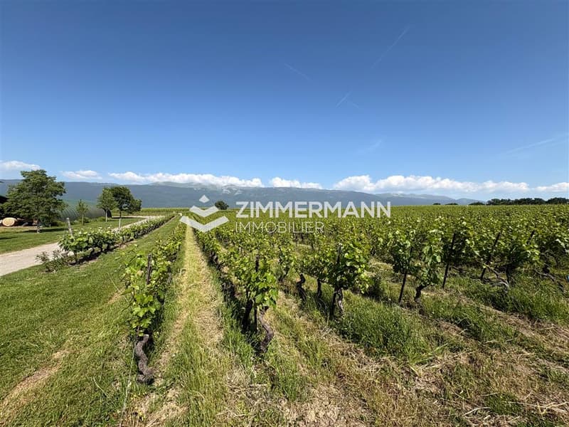 Vue vignes