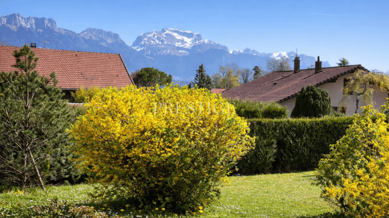 Green lawn, yellow bushes, greenery, mountains in the background
