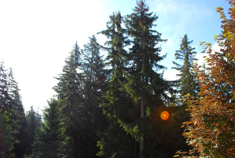 Charming studio for rent in Crans-Montana (7)