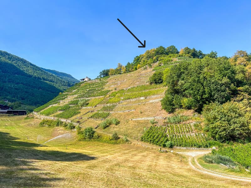 Ambiente storico e naturale per eventi esclusivi (3)