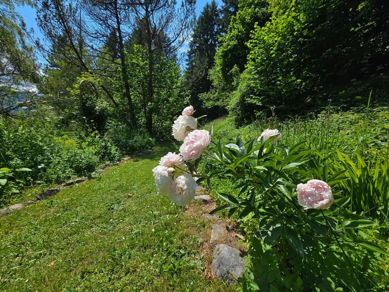 Chalet Muir Woods - green surroundings, close to transport (4)