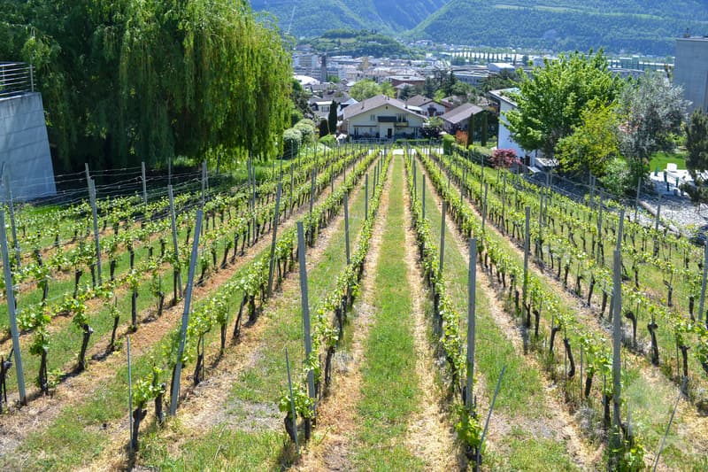 Magnifique parcelle surplombant Sierre dans zone villa de 1'099 m2 (1)