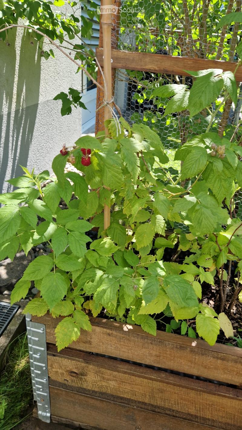 Maisonnette avec un peu de terrain (3)