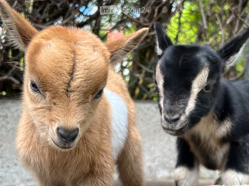 Camera da letto 16 m² in villa / contro servizi per animali (5)