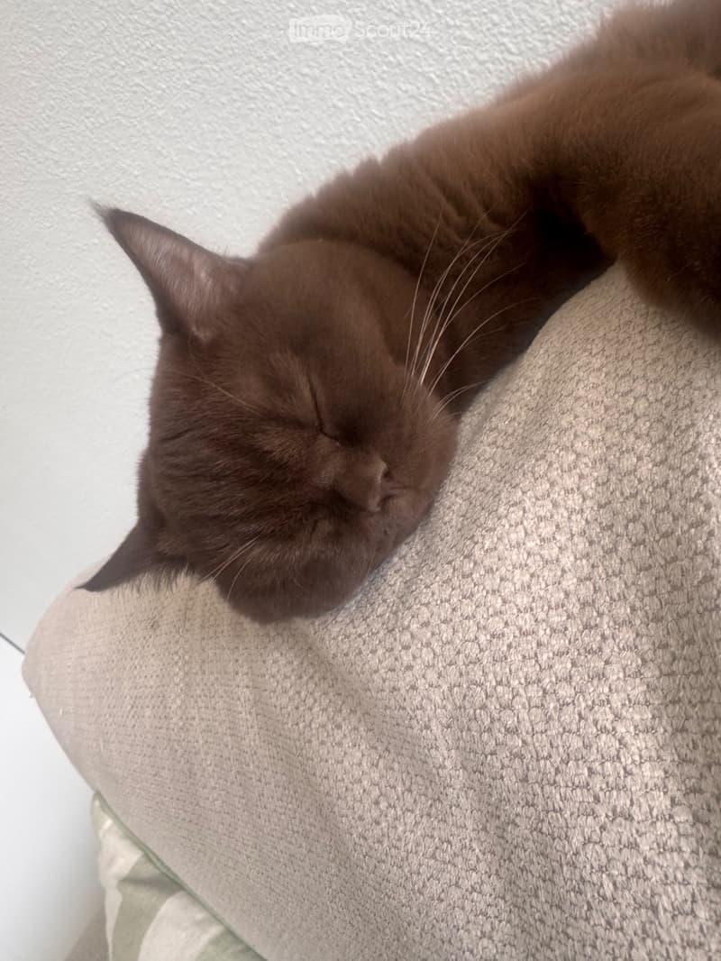 Camera in affitto in appartamento con un gatto (1)