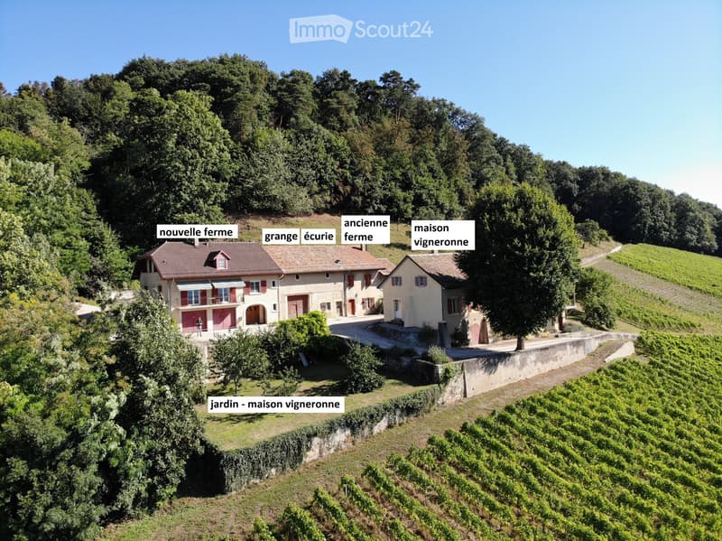 Weinbau-Weiler mit Wald, atemberaubender See-Blick (3)