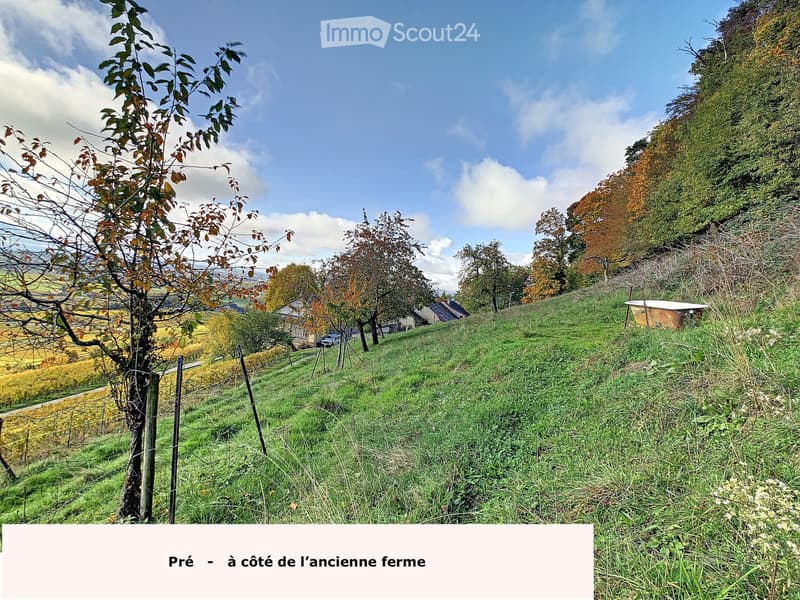 Weinbau-Weiler mit Wald, atemberaubender See-Blick (4)