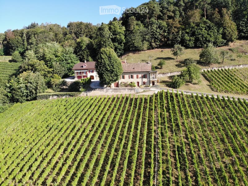 Weinbau-Weiler mit Wald, atemberaubender See-Blick (1)