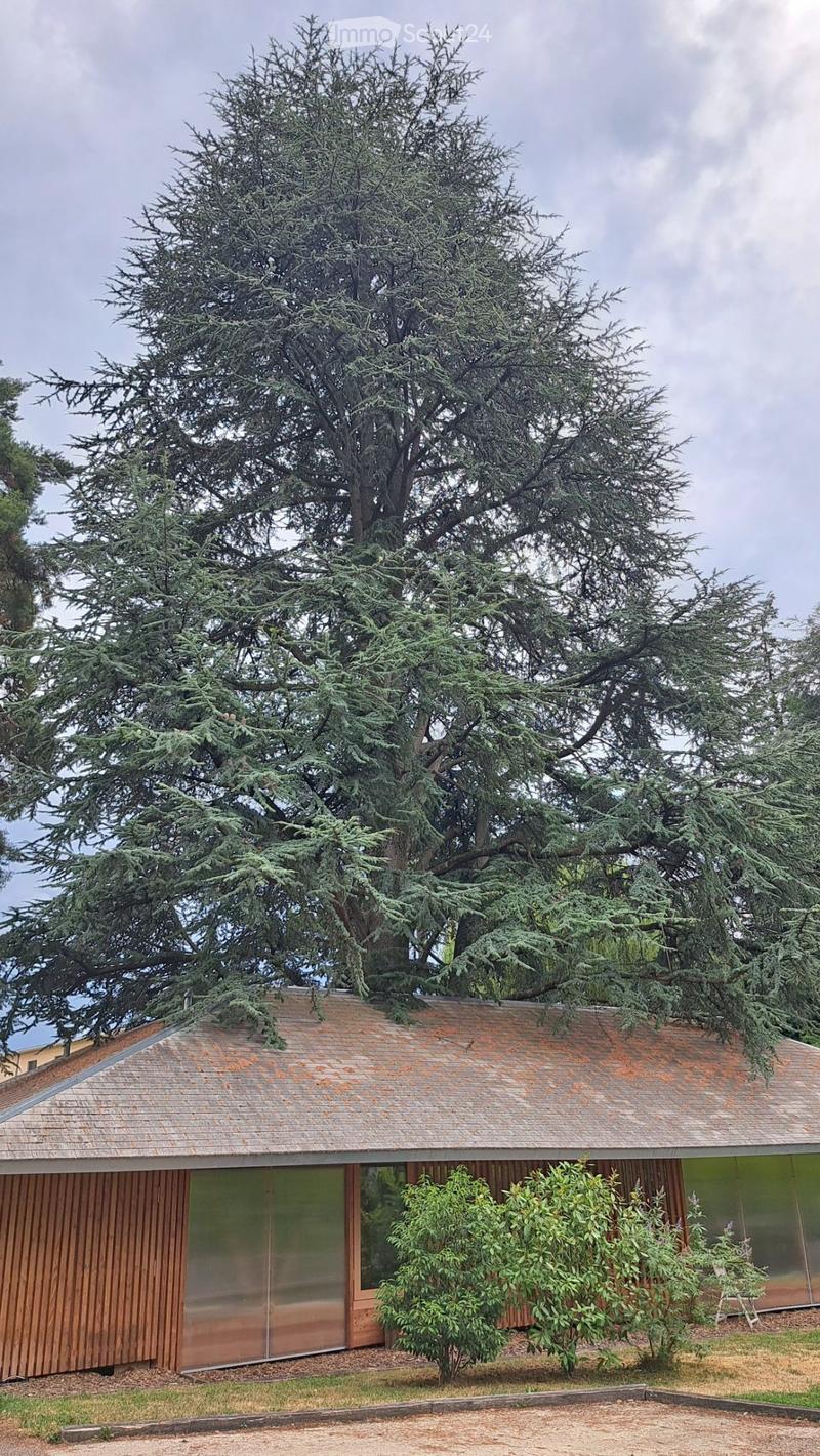 The Cedar House (1)