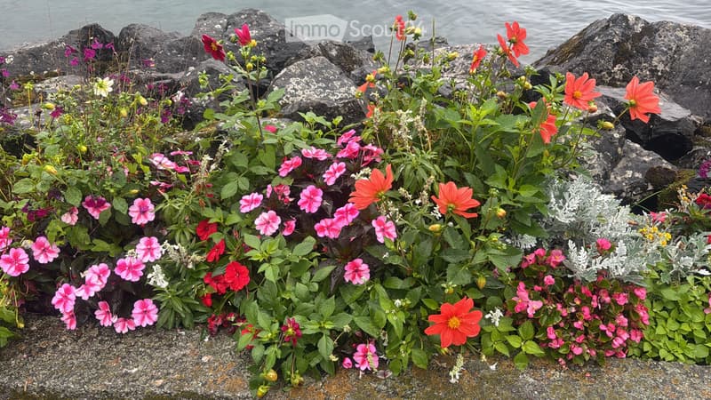 Colocation dans maison avec jardin (1)