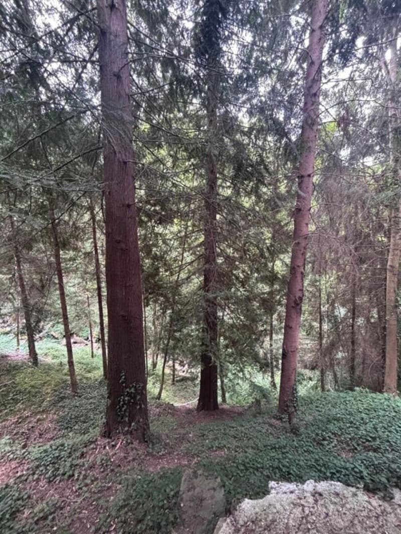 Maison au coeur de la forêt (11)