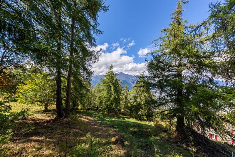 hillside with tall trees, green grass, visible building in background, mountains in distance