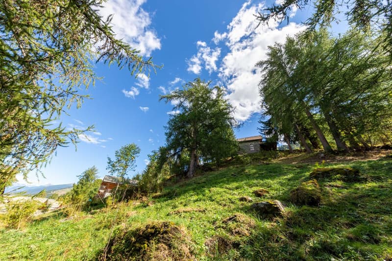 wooden house on hillside with tall trees, scenic view