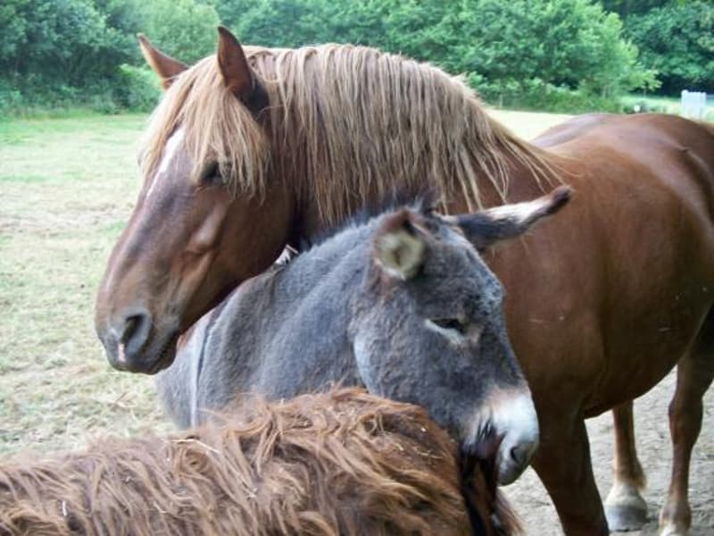 ane-et-cheval