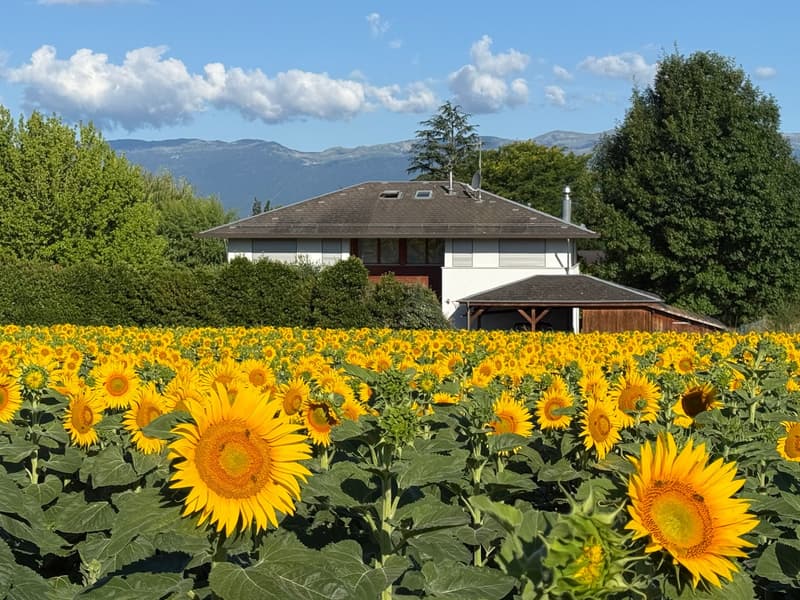 Magnificent 550 m² villa in Corsier, Elegance, comfort and serenity, large swimming pool, 2400 m2 park (1)