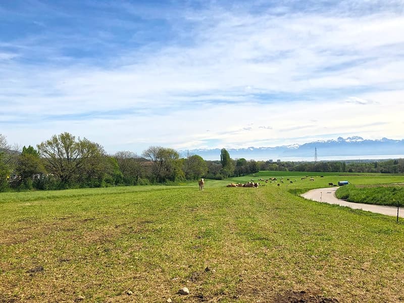 SUR LES HAUTS DE GIVRINS - MAJESTUEUSE VILLA (2)