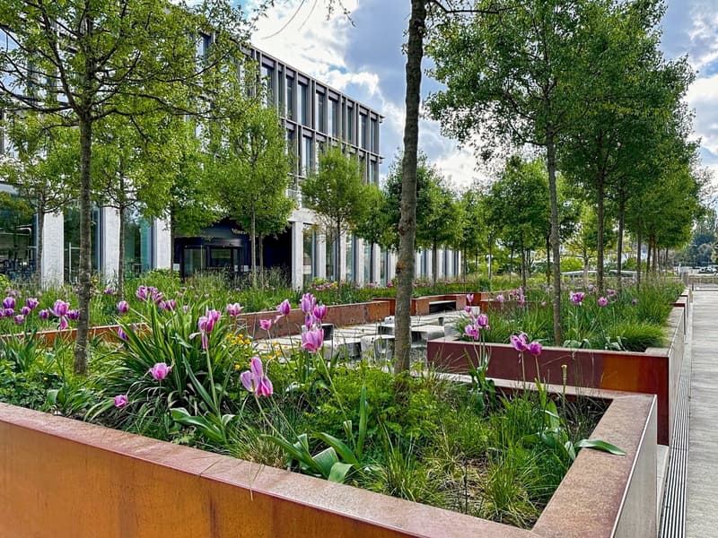 Outdoor garden with a walkway, metal planter boxes, and a variety of flowers and trees.